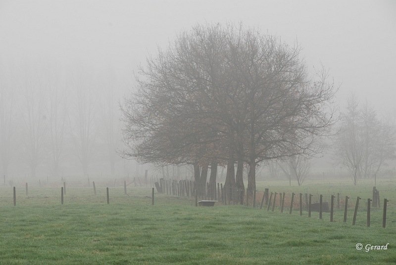 Nevel in de Achterhoek.JPG - Nevel in de Achterhoek